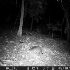 Potorous tridactylus (Long-nosed Potoroo) at Pappinbarra, NSW - 19 Aug 2021 by jonvanbeest