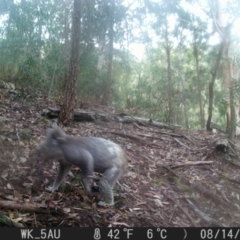 Phascolarctos cinereus (Koala) at Pappinbarra, NSW - 13 Aug 2021 by jonvanbeest