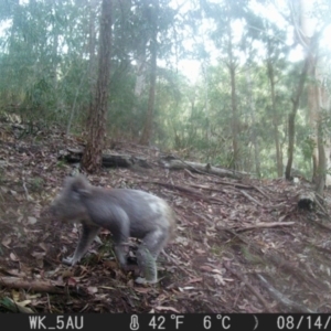 Phascolarctos cinereus at Pappinbarra, NSW - 14 Aug 2021 06:33 AM