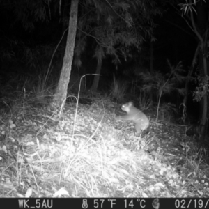 Phascolarctos cinereus at Pappinbarra, NSW - 19 Feb 2022 11:52 PM