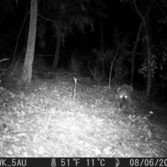 Phascolarctos cinereus (Koala) at Pappinbarra, NSW - 6 Aug 2022 by jonvanbeest