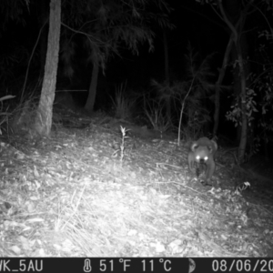 Phascolarctos cinereus at Pappinbarra, NSW - 6 Aug 2022 12:00 AM