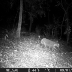 Phascolarctos cinereus (Koala) at Pappinbarra, NSW - 31 Aug 2022 by jonvanbeest