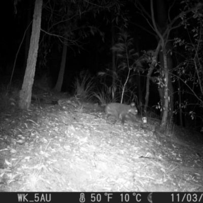 Phascolarctos cinereus (Koala) at Pappinbarra, NSW - 2 Nov 2023 by jonvanbeest