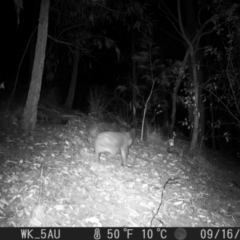 Phascolarctos cinereus (Koala) at Pappinbarra, NSW - 15 Sep 2023 by jonvanbeest