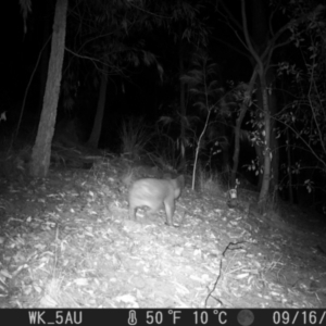 Phascolarctos cinereus at Pappinbarra, NSW - 16 Sep 2023