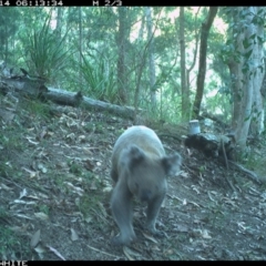 Phascolarctos cinereus (Koala) at Pappinbarra, NSW - 14 Dec 2022 by jonvanbeest