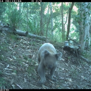 Phascolarctos cinereus at Pappinbarra, NSW - 14 Dec 2022 06:13 AM