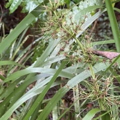 Lomandra hystrix (Creek Mat-Rush) at Wooroonooran, QLD - 12 Aug 2024 by lbradley