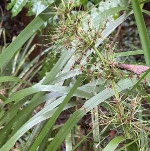 Lomandra hystrix at Wooroonooran, QLD - 12 Aug 2024