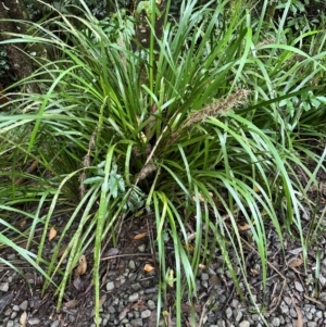 Lomandra hystrix at Wooroonooran, QLD - 12 Aug 2024