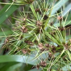 Lomandra hystrix at Wooroonooran, QLD - 12 Aug 2024 12:13 PM