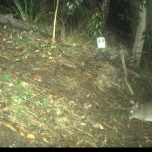 Potorous tridactylus at Pappinbarra, NSW - 4 Dec 2022 02:53 AM