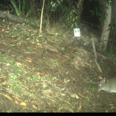 Potorous tridactylus (Long-nosed Potoroo) at Pappinbarra, NSW - 4 Dec 2022 by jonvanbeest