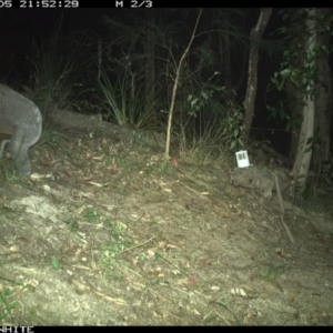 Phascolarctos cinereus at Pappinbarra, NSW - 5 Dec 2022 09:52 PM