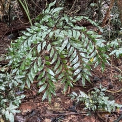 Bowenia spectabilis (Zamia Fern) at Wooroonooran, QLD - 12 Aug 2024 by lbradley