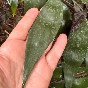 Bowenia spectabilis at Wooroonooran, QLD - 12 Aug 2024