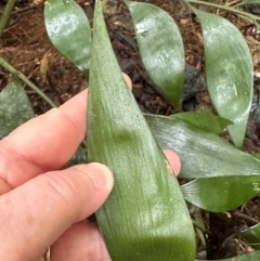 Bowenia spectabilis at Wooroonooran, QLD - 12 Aug 2024