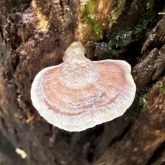 Unidentified Underside smooth or wrinkled/roughened <Stereum etc> at Wooroonooran, QLD - 12 Aug 2024 by lbradley