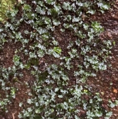 Unidentified Fern or Clubmoss at Wooroonooran, QLD - 12 Aug 2024 by lbradley