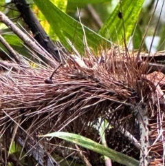 Calamus sp. (A Rattan Palm) at Wooroonooran, QLD - 12 Aug 2024 by lbradley