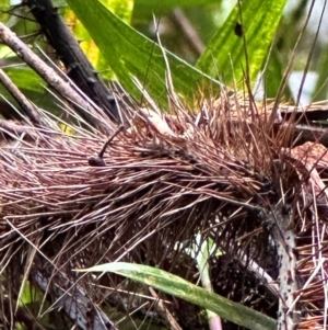 Calamus sp. at Wooroonooran, QLD - 12 Aug 2024