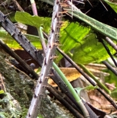 Calamus sp. at Wooroonooran, QLD - 12 Aug 2024