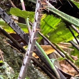 Calamus sp. at Wooroonooran, QLD - 12 Aug 2024