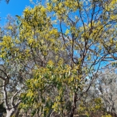 Acacia pycnantha (Golden Wattle) at Symonston, ACT - 12 Aug 2024 by Mike