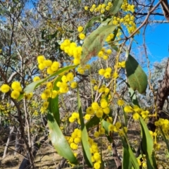 Acacia pycnantha at Symonston, ACT - 12 Aug 2024