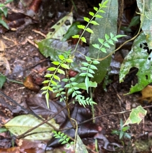 Pandorea pandorana at Wooroonooran, QLD - 12 Aug 2024