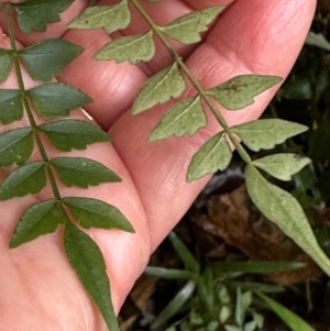 Pandorea pandorana at Wooroonooran, QLD - 12 Aug 2024