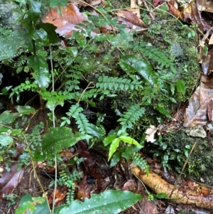 Pandorea pandorana at Wooroonooran, QLD - 12 Aug 2024