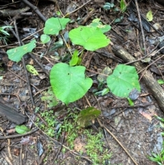 Macaranga tanarius (Bullocks Heart) at Wooroonooran, QLD - 12 Aug 2024 by lbradley