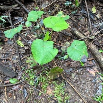 Macaranga tanarius (Bullocks Heart) at Wooroonooran, QLD - 12 Aug 2024 by lbradley