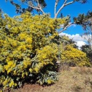 Acacia baileyana at Symonston, ACT - 12 Aug 2024 02:36 PM