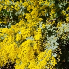 Acacia baileyana at Symonston, ACT - 12 Aug 2024