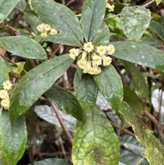 Pittosporum rubiginosum at Wooroonooran, QLD - 12 Aug 2024 01:08 PM