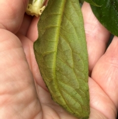 Pittosporum wingii at Wooroonooran, QLD - 12 Aug 2024 01:08 PM