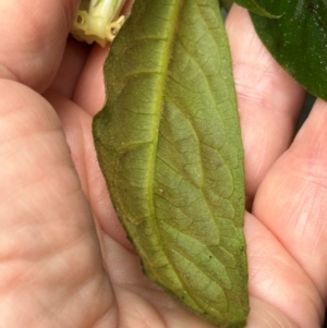 Pittosporum rubiginosum at Wooroonooran, QLD - 12 Aug 2024 01:08 PM