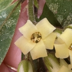 Pittosporum rubiginosum at Wooroonooran, QLD - 12 Aug 2024