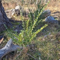 Ligustrum sinense (Narrow-leaf Privet, Chinese Privet) at Symonston, ACT - 12 Aug 2024 by Mike