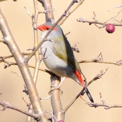 Neochmia temporalis (Red-browed Finch) at Macnamara, ACT - 12 Aug 2024 by Kurt