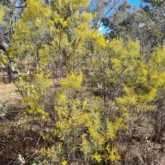 Acacia boormanii (Snowy River Wattle) at Symonston, ACT - 12 Aug 2024 by Mike