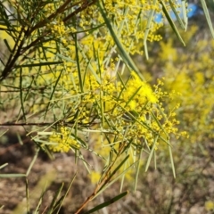 Acacia boormanii at Symonston, ACT - 12 Aug 2024