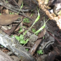 Linguella nana (Dwarf Snail Orchid) at Grenfell, NSW - 3 Aug 2024 by Christine