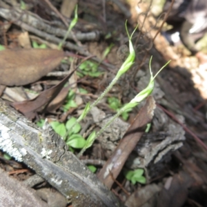 Diplodium nanum (ACT) = Pterostylis nana (NSW) at Grenfell, NSW - suppressed