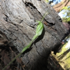 Diplodium nanum (ACT) = Pterostylis nana (NSW) at Grenfell, NSW - suppressed