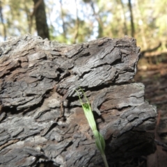 Diplodium nanum (ACT) = Pterostylis nana (NSW) at Grenfell, NSW - suppressed