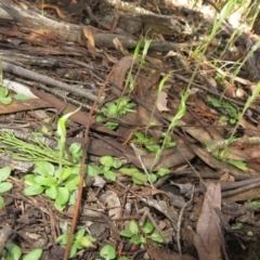 Diplodium nanum (ACT) = Pterostylis nana (NSW) at Grenfell, NSW - suppressed